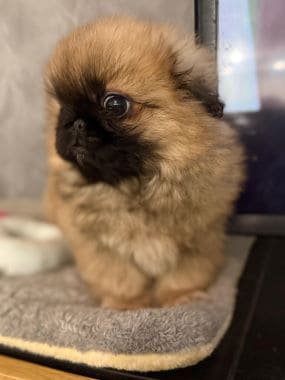 Pekinés_Oliva_B