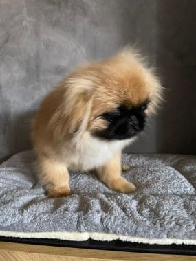 Pekinés_Tamagochi_A