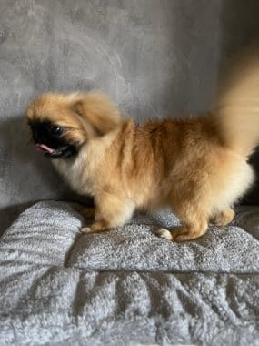 Pekinés_Tamagochi_B