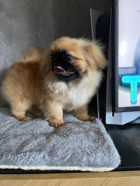 Pekinés_Tamagochi_C