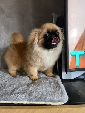 Pekinés_Tamagochi_D