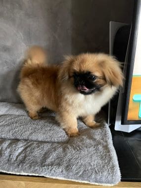 Pekinés_Tamagochi_E