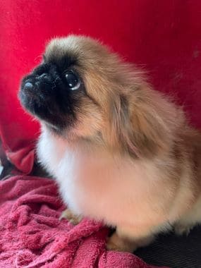 Pekinés_Tamagochi_F