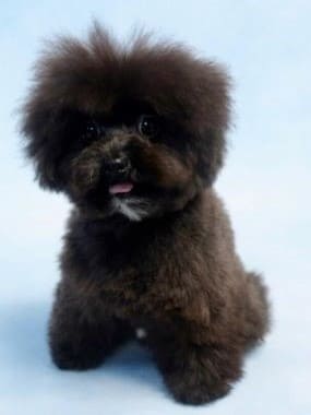 Pomapoo_Greta_A