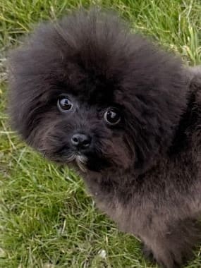 Pomapoo_Greta_B
