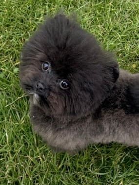 Pomapoo_Greta_C