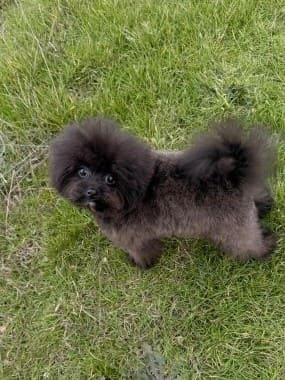 Pomapoo_Greta_D