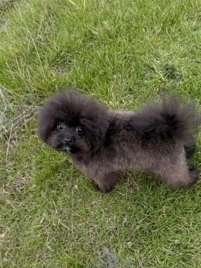 Pomapoo_Greta_E