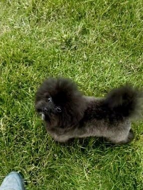 Pomapoo_Greta_F