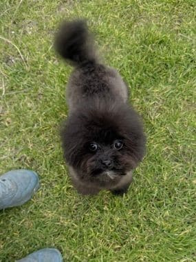 Pomapoo_Greta_G