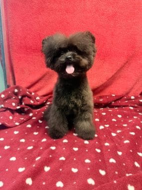 Pomapoo_Greta_H
