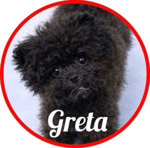 Pomapoo Greta