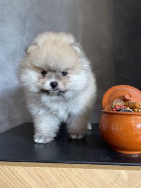 Pomerania_Bubú_A