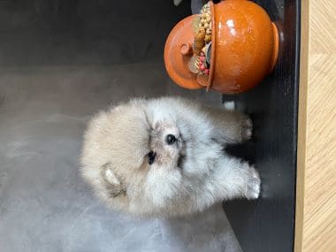 Pomerania_Bubú_B