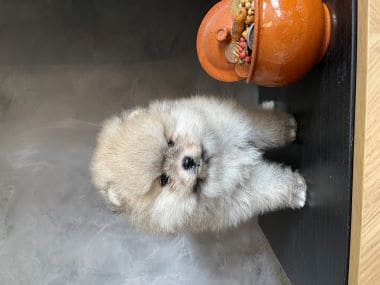 Pomerania_Bubú_D