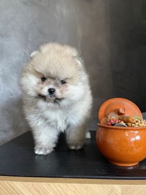 Pomerania_Bubú_D