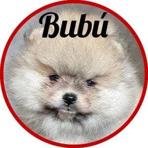 Pomerania_Bubú