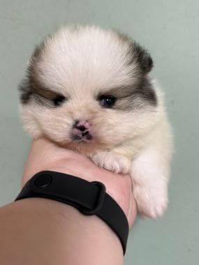 Pomerania_Bubú_A