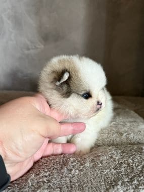 Pomerania_Bubú_B