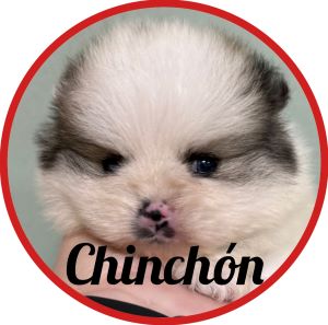 Pomerania_Chinchón