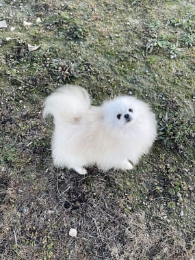 Pomerania_Copito_A