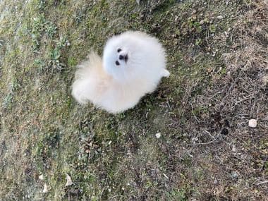 Pomerania_Copito_B