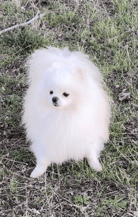 Pomerania_Copito_C