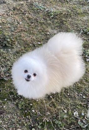 Pomerania_Copito_D