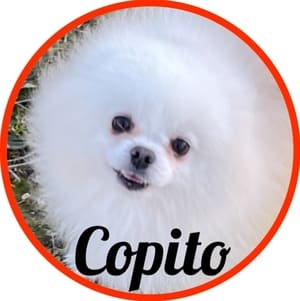 Pomerania_Copito