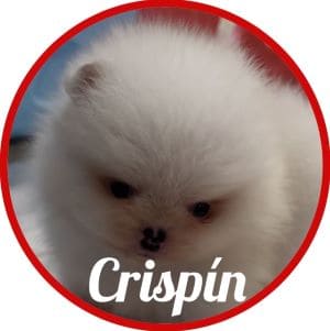 Pomerania_Crispín