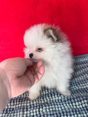 Pomerania_Willy_A