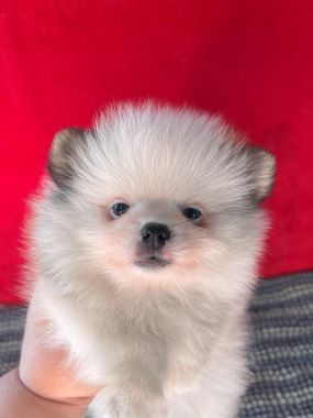 Pomerania_Willy_B