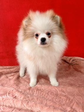 Pomerania_Willy_C