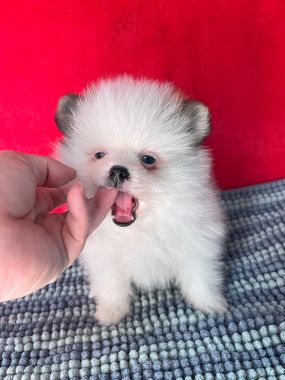 Pomerania_Willy_D