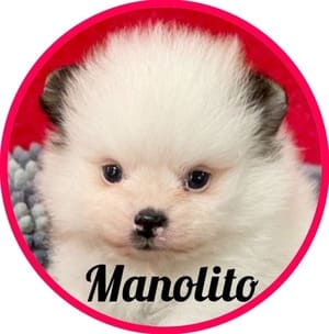 Pomerania_Manolito