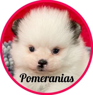 Pomeranias