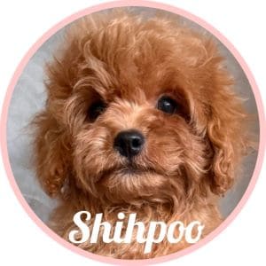 Shihpoo