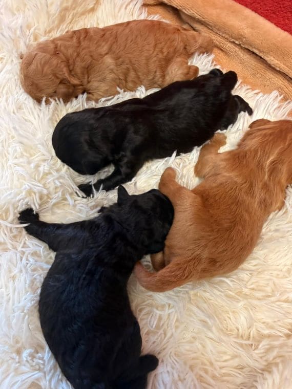 Shihpoo_Oreo_B