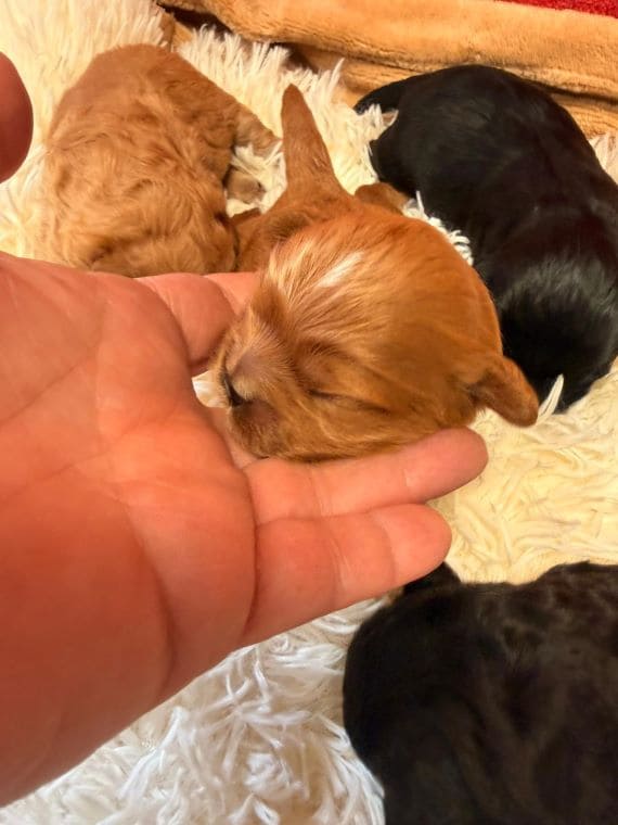 Shihpoo_Oreo_C
