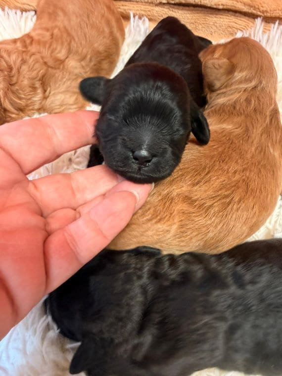 Shihpoo_Oreo_E
