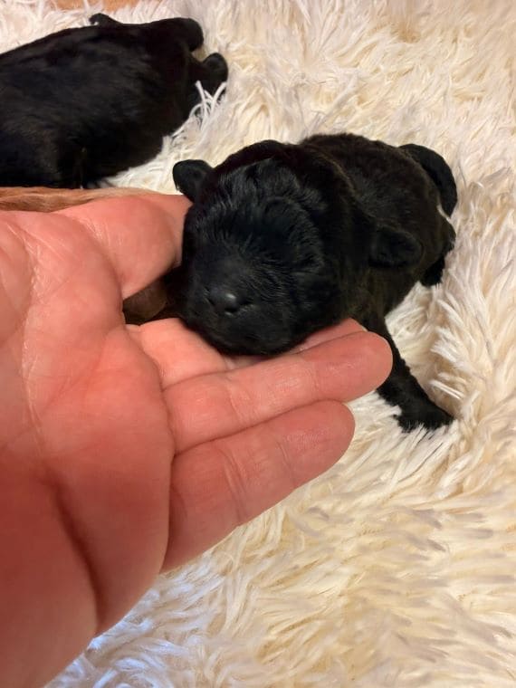 Shihpoo_Oreo_F