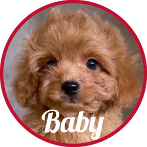 Shihpoo_Baby