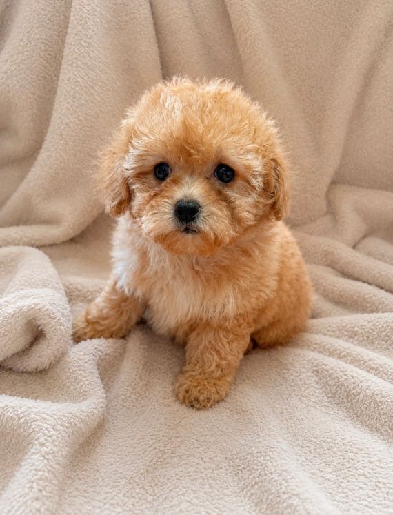 Shihpoo_Carla_A