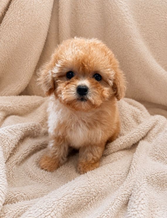 Shihpoo_Carla_B