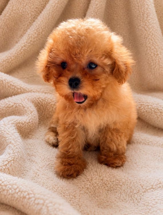 Shihpoo_Carla_C