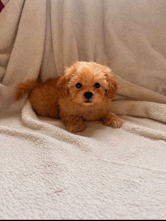 Shihpoo_Carla_D