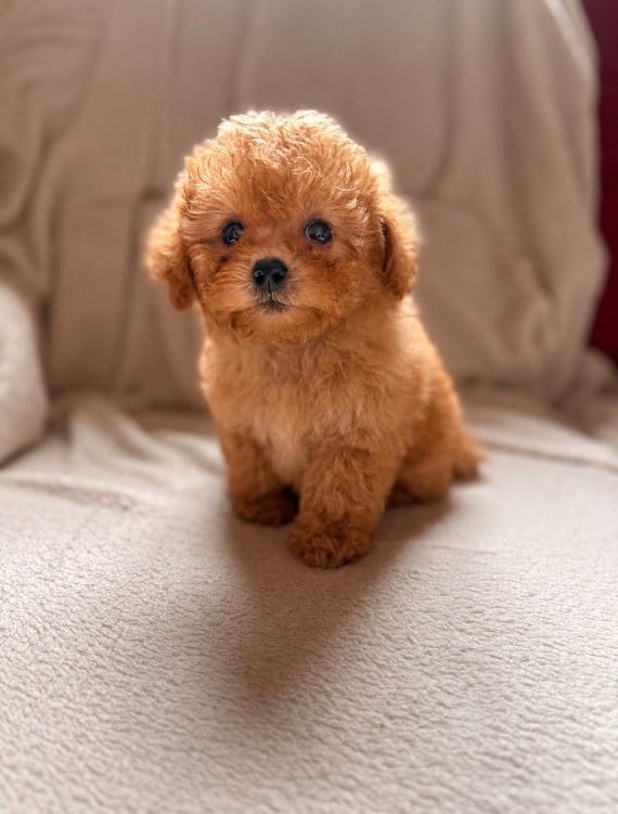 Shihpoo_Carla_E