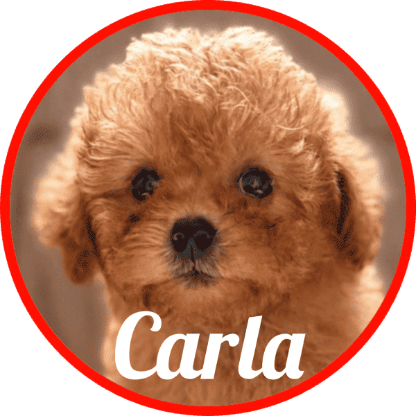 Shihpoo Carla