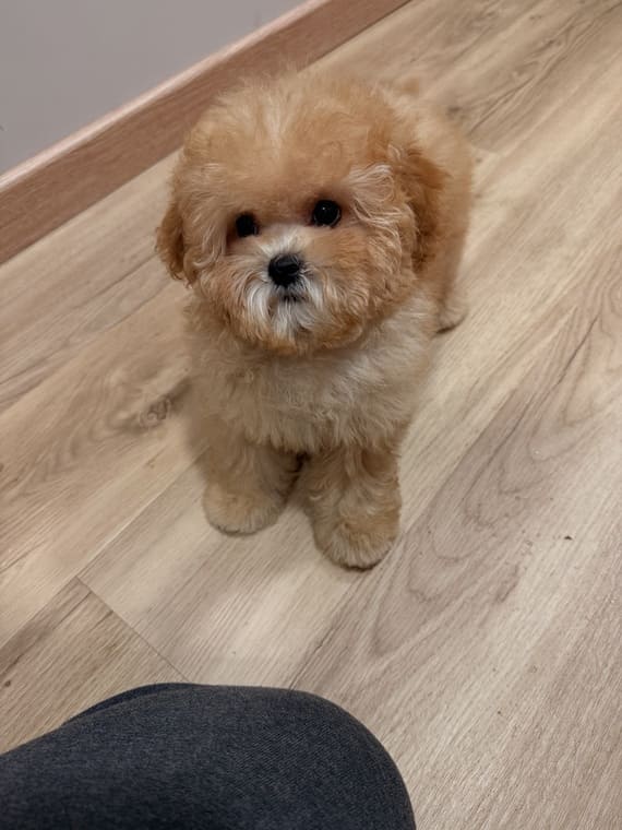 Shihpoo_Carmina_B