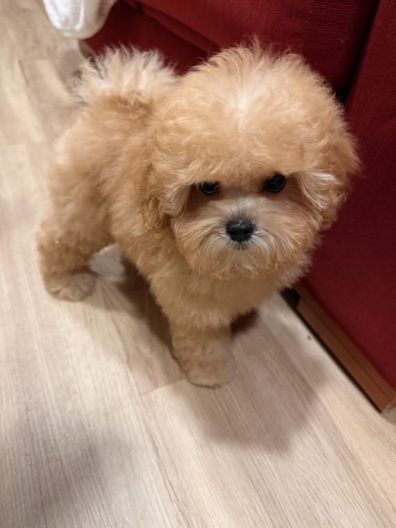 Shihpoo_Carmina_E